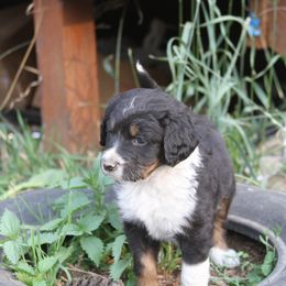 Bernedoodle and Bernese Mountain Dog Puppies from Basin Berners