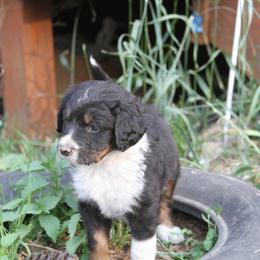 Bernedoodle and Bernese Mountain Dog Puppies from Basin Berners