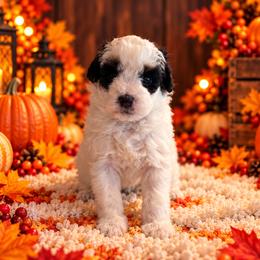 Oreo - Black and white female Cavapoo puppy in Myrtle Beach, South Carolina from Colorful-K9'S