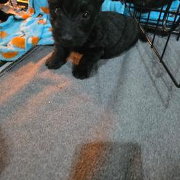 Girl 5 - Black female Scottish Terrier puppy in Seymour, Missouri from Fairview's Precious Pups
