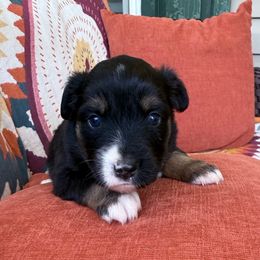 Girl 1 - Black tri female Miniature Australian Shepherd puppy in Romney, West Virginia from South Branch Mini Aussies