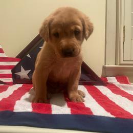 Cooper - Silver Collar Male - Yellow male Labrador Retriever puppy in Hurtsboro, Alabama from PARK’s Family Farm