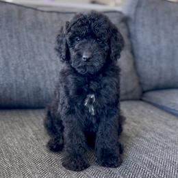 Bear - Black male Goldendoodle puppy in St George, Utah from Doodle Bears of Southern Utah