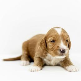Girl 2 - Red female Australian Labradoodle puppy in Columbus, Montana from Comfort Doodle