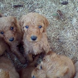 Goldendoodle and Labradoodle Puppies from Dunedoodles