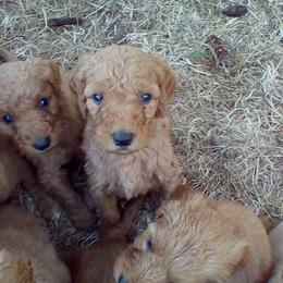 Goldendoodle and Labradoodle Puppies from Dunedoodles