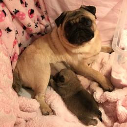 Pug Puppies from Pickwick Pugs