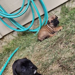 Cane Corso Puppies from Rosalez Kennel