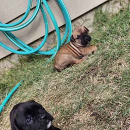 Cane Corso Puppies from Rosalez Kennel