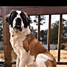 Pretzel - Saint Bernard