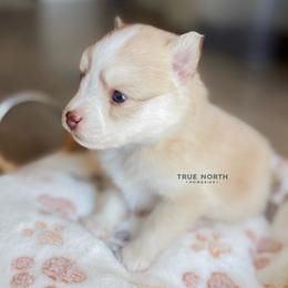 Amber - Red and white female Pomsky puppy in Olathe, Kansas from True North Pomskies