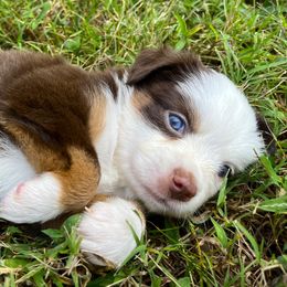 Girl 2 - female Miniature Australian Shepherd puppy in Jenkinsville, South Carolina from Monticello Minis