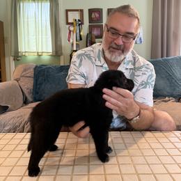 Blue Boy - Black and white male Belgian Sheepdog puppy in Fort Wayne, Indiana from Tenebras Belgian Sheepdogs
