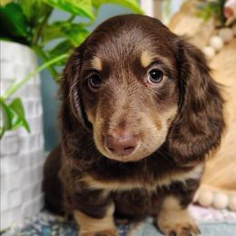 Atlas - Chocolate and tan male Dachshund puppy in Thomaston, Georgia from UGG Ranch