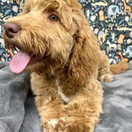Green - Apricot Australian Labradoodle puppy in Jefferson/Salem, Oregon from Freedom Labradoodles