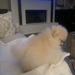 Pomeranian Puppies from Halo Poms