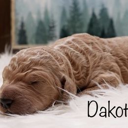 Goldendoodle Puppies from Null Doodles