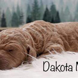 Goldendoodle Puppies from Null Doodles