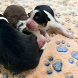 Zero - Black tri-color male Australian Shepherd puppy in Fredericksburg, Virginia from Cooper Ridge Aussies