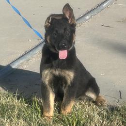 Hallie - Black and red female German Shepherd puppy in Whitewater, California from Vom Haus Metzler Shepherds