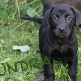 TUNDRA - Black male Labrador Retriever puppy in Lawton, Michigan from DuckAlly Kennel