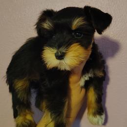 Calcifer - Black and silver male Miniature Schnauzer puppy in Florida from Central Florida Schnauzers
