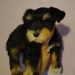 Calcifer - Black and silver male Miniature Schnauzer puppy in Florida from Central Florida Schnauzers