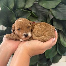 Primrose (Maroon) - Red  female Goldendoodle puppy in Payson, Utah from Life_on. Paws