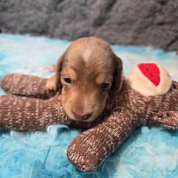 Lava Cake - Dapple female Dachshund puppy in Bigfork, Minnesota from Long Ears and Long Dogs Ranch