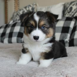 Betty (fluffy, TC, BC) - Black and tan female Pembroke Welsh Corgi puppy in Goliad, Texas from Rogers’ Fluffy Butt Corgis