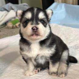 Cosmo - Black and white male Pomsky puppy in Valparaiso, Indiana from Valparaiso Pomskys