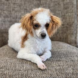 Fluff - Parti male Poodle puppy in Hoagland, Indiana from Kandyland Kennels