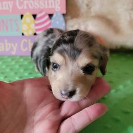 Riker - Dapple male Dachshund puppy in Klamath Falls, Oregon from Luvindoxys4u