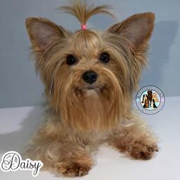 Daisy - Yorkshire Terrier