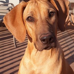 Rhodesian Ridgebacks from TerraCotta Kennels