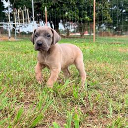Calista - Blue female Great Dane puppy in Jerusalem, Arkansas from Mara Danes
