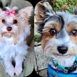 Companion Cross puppies from Niko Terriers