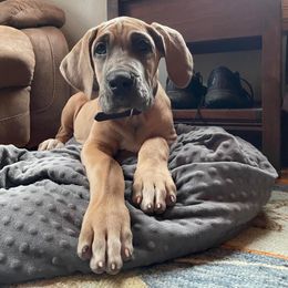 Great Dane Puppies from Night Magic Danes
