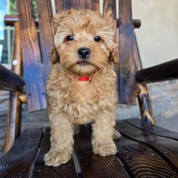 Bailey - Red female Cavapoo puppy in Erda, Utah from Country Lane Doodles