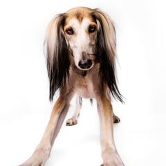 Saluki All Grown Up from Hayat Salukis
