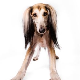 Saluki All Grown Up from Hayat Salukis