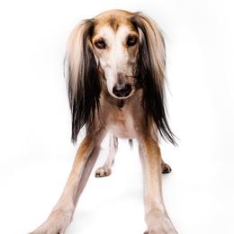Saluki All Grown Up from Hayat Salukis