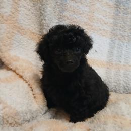 Princess Nadia - Black female Poodle puppy in Blanch, North Carolina from Faithful Hearts Kennel