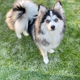 Freya - Pomsky