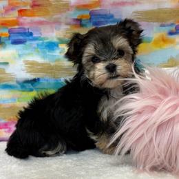 Dolly - Black & tan tri-color female Morkie puppy in Monticello, Iowa from Ashley’s Puppies
