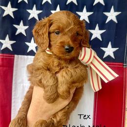 Texas - Red  male Goldendoodle puppy in Springville, Utah from JW Doodles