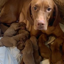Vizsla Puppies from Gentleman Jack's Flying Vizslas