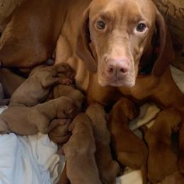 Vizsla Puppies from Gentleman Jack's Flying Vizslas