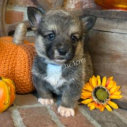Pembroke Welsh Corgi puppies from At Ease Acres