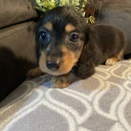 Buck O. - Black and tan male Dachshund puppy in Ranburne, Alabama from Camdox